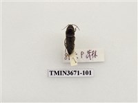 藏品(叩頭蟲(2))的圖片